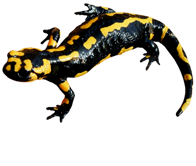 Rossinyol Nou