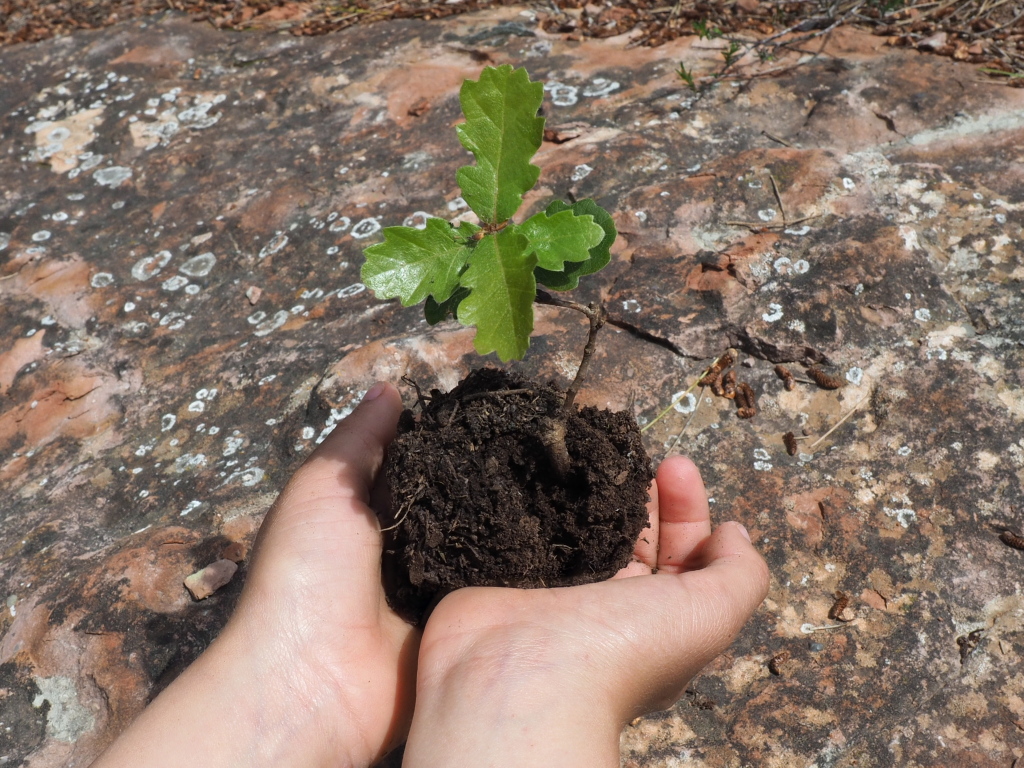 Img Connectats a la natura durant el COVID